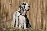 DOGUE ALLEMAND 614